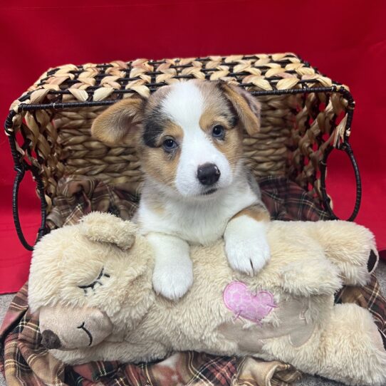 Pembroke Welsh Corgi-DOG-Female-Blue Merle / Tan-9094-Petland Pensacola, Florida