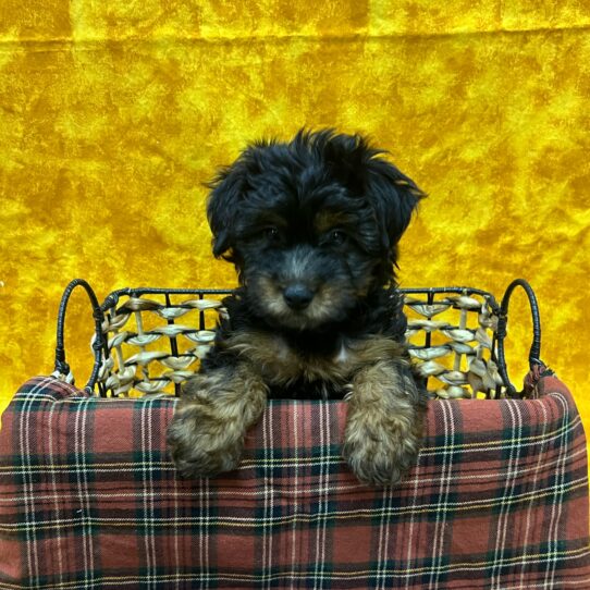 Yorkie-Poo-DOG-Female-Black and Tan-8969-Petland Pensacola, Florida