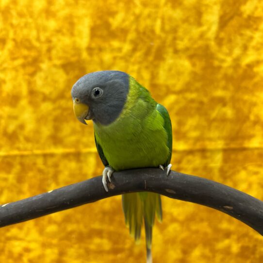 Plumbheaded Parakeet-BIRD-Unknown--8448-Petland Pensacola, Florida