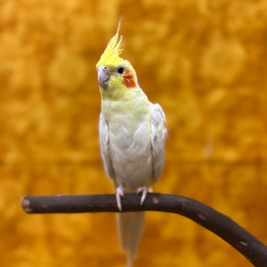 Cockatiel-BIRD-Unknown--8438-Petland Pensacola, Florida
