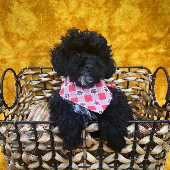 Poodle-DOG-Male-Black-9036-Petland Pensacola, Florida