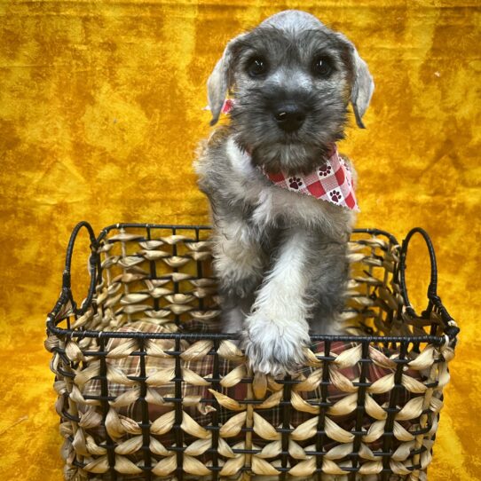 Miniature Schnauzer-DOG-Male-Salt / Pepper-9042-Petland Pensacola, Florida