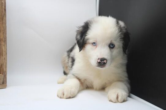 Miniature American Shepherd-DOG-Male-Blue Merle-9053-Petland Pensacola, Florida