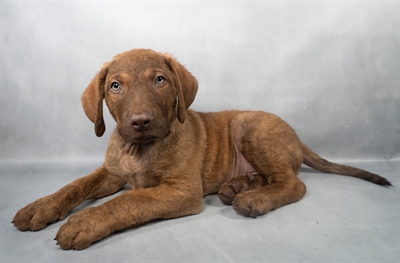 Chesapeake Bay Retriever-DOG-Male-Dead Grass-9067-Petland Pensacola, Florida