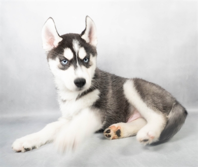 Siberian Husky-DOG-Male-Black and White-9071-Petland Pensacola, Florida