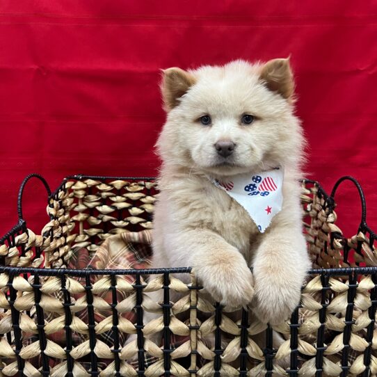 Chow Chow-DOG-Female-Cream-9056-Petland Pensacola, Florida