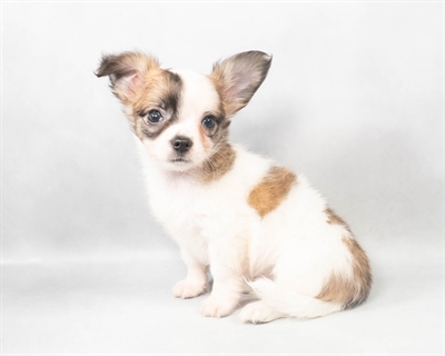 Chihuahua-DOG-Male-Fawn and White-9081-Petland Pensacola, Florida