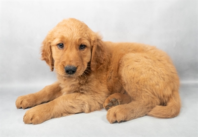 Golden Retriever-DOG-Female-Dark Golden-9083-Petland Pensacola, Florida