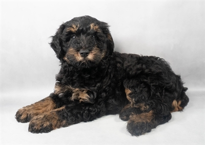 Miniature Whoodle-DOG-Female-Bi-Color-9085-Petland Pensacola, Florida