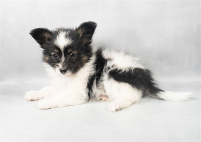 Papillon-DOG-Male-White Black and Tan-9086-Petland Pensacola, Florida