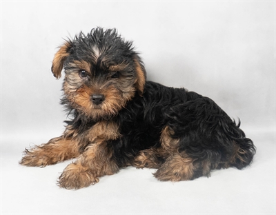 Yorkshire Terrier-DOG-Male-Black and Tan-9087-Petland Pensacola, Florida