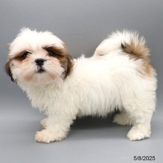 Lhasa Apso-DOG-Female-Red / White-9090-Petland Pensacola, Florida