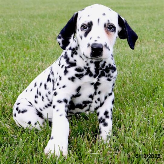 Dalmatian-DOG-Male-White / Black-9092-Petland Pensacola, Florida