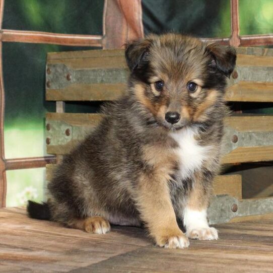 Shetland Sheepdog-DOG-Male-Sable-9104-Petland Pensacola, Florida