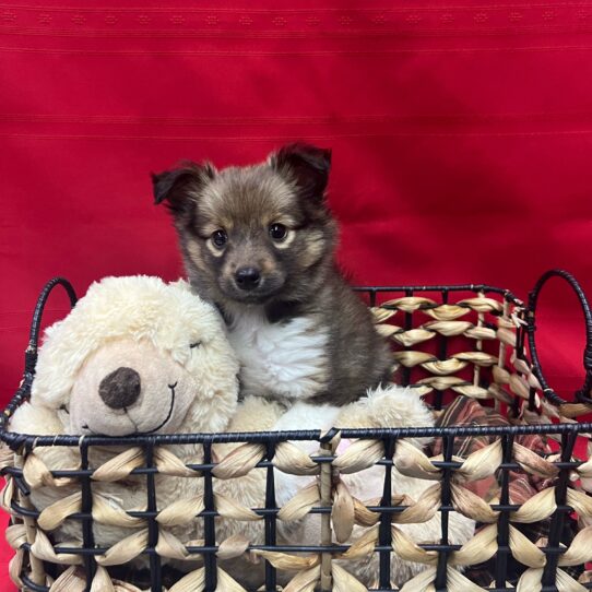 Shetland Sheepdog-DOG-Female-Sable-9097-Petland Pensacola, Florida