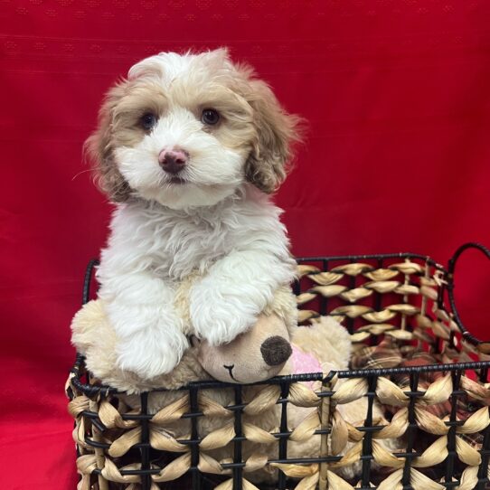 Cockapoo-Poodle-DOG-Male-Chocolate / Tan-9091-Petland Pensacola, Florida