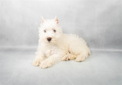 Miniature Schnauzer-DOG-Female-White-9113-Petland Pensacola, Florida