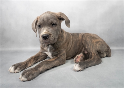 Cane Corso-DOG-Female-Blue-9114-Petland Pensacola, Florida