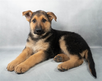 German Shepherd-DOG-Female-Black and Tan-9115-Petland Pensacola, Florida