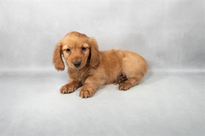 Dachshund-DOG-Male-Red-9118-Petland Pensacola, Florida