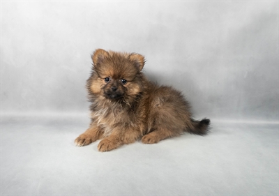 Pomeranian-DOG-Male-Orange Sable-9119-Petland Pensacola, Florida