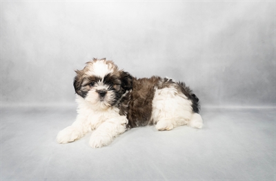 Shih Tzu-DOG-Female-Gold and White-9120-Petland Pensacola, Florida