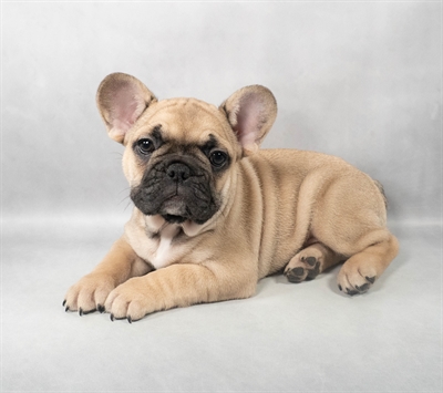 French Bulldog-DOG-Female-Fawn-9121-Petland Pensacola, Florida