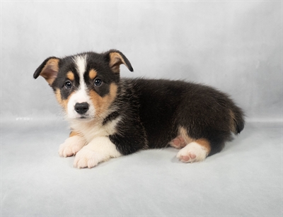 Pembroke Welsh Corgi-DOG-Male-Black and Tan-9123-Petland Pensacola, Florida