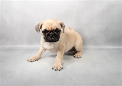 Pug-DOG-Male-Fawn-9124-Petland Pensacola, Florida