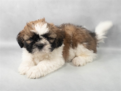 Shih Tzu-DOG-Male-Gold and White-9125-Petland Pensacola, Florida
