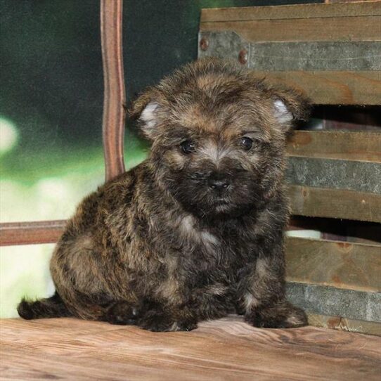 Cairn Terrier-DOG-Male-Wheaten-9128-Petland Pensacola, Florida