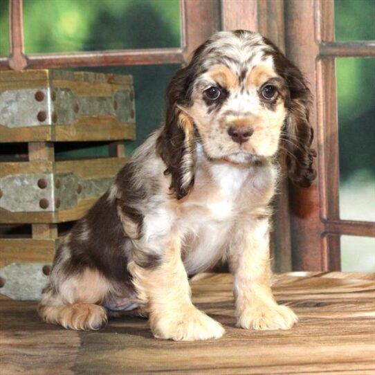 Cocker Spaniel-DOG-Female-Chocolate Roan-9130-Petland Pensacola, Florida