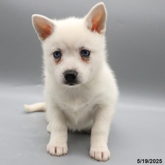 Alaskan Klee Kai-DOG-Female-White-9131-Petland Pensacola, Florida