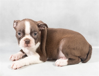 Boston Terrier-DOG-Female-Seal and White-9136-Petland Pensacola, Florida