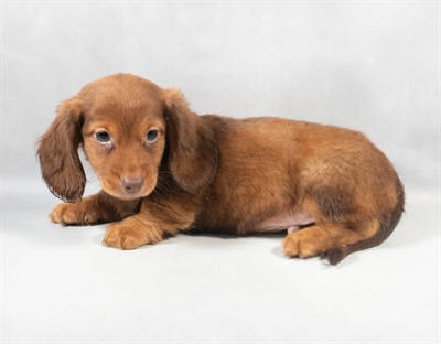 Dachshund-DOG-Male-Chocolate-9137-Petland Pensacola, Florida