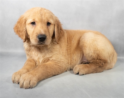 Golden Retriever-DOG-Male-Golden-9138-Petland Pensacola, Florida