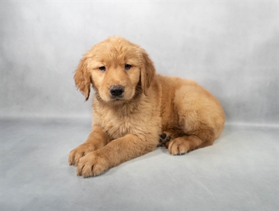 Golden Retriever-DOG-Female-Golden-9139-Petland Pensacola, Florida