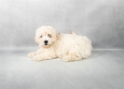 Havanese-DOG-Female-Cream-9140-Petland Pensacola, Florida
