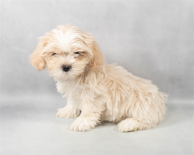 Lhasa Apso-DOG-Male-Cream-9141-Petland Pensacola, Florida