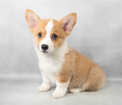 Pembroke Welsh Corgi-DOG-Female-Red-9142-Petland Pensacola, Florida