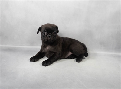 Pug-DOG-Female-Black-9143-Petland Pensacola, Florida