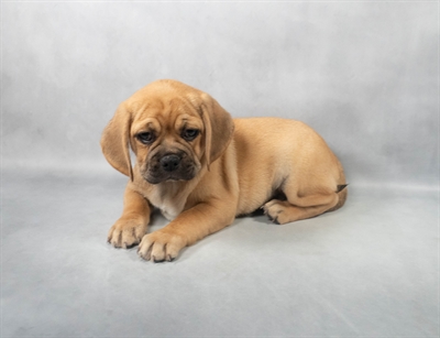 Puggle-DOG-Female-Fawn-9144-Petland Pensacola, Florida
