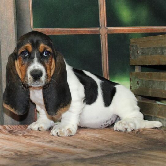 Basset Hound-DOG-Male-White Black / Tan-9164-Petland Pensacola, Florida