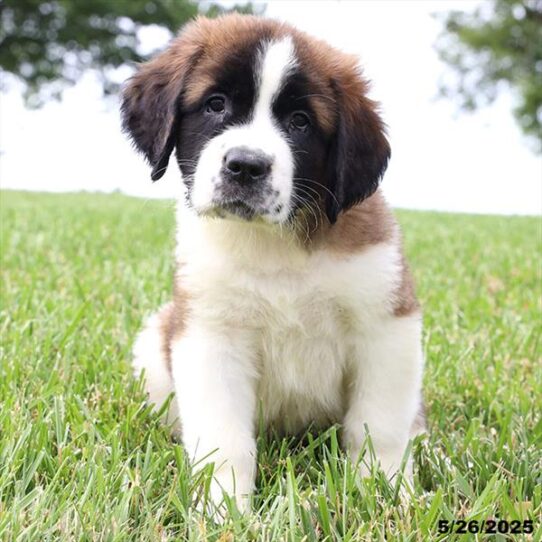 Saint Bernard-DOG-Female-Mahogany / White-9167-Petland Pensacola, Florida