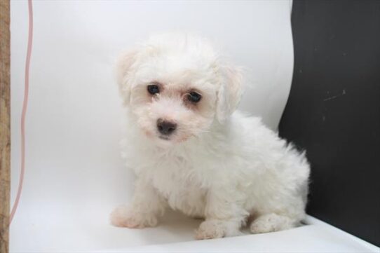 Bichon Frise-DOG-Female-White-9171-Petland Pensacola, Florida