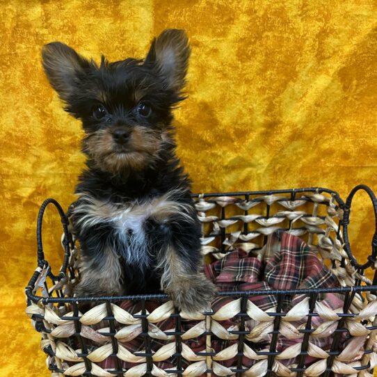 Yorkshire Terrier-DOG-Female-Black and Tan-9146-Petland Pensacola, Florida