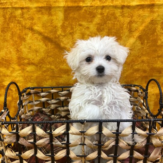 Maltese-DOG-Male-White-9166-Petland Pensacola, Florida
