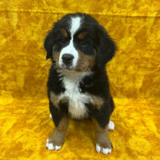 Bernese Mountain Dog-DOG-Female-Black White / Tan-9165-Petland Pensacola, Florida