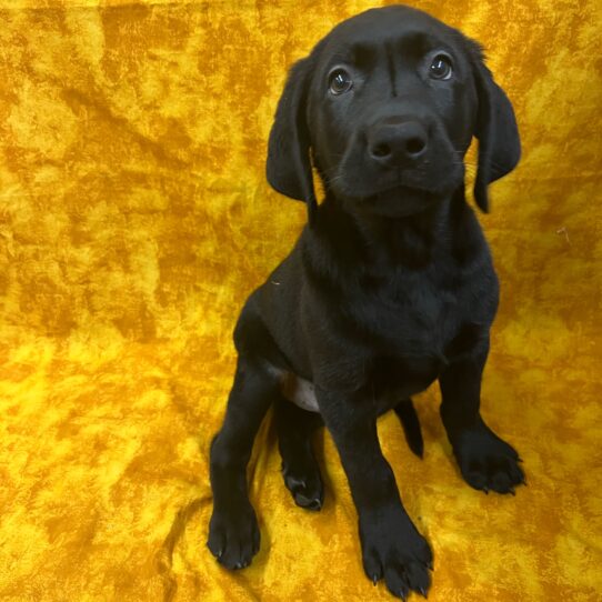 Labrador Retriever-DOG-Male-Black-9169-Petland Pensacola, Florida