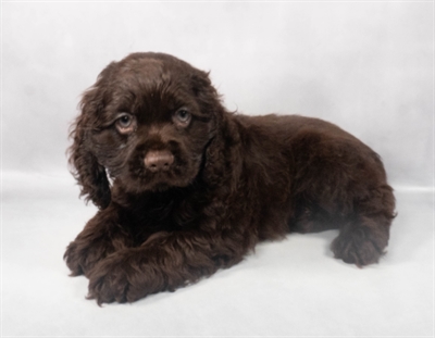 Cocker Spaniel-DOG-Male-Brown-9186-Petland Pensacola, Florida